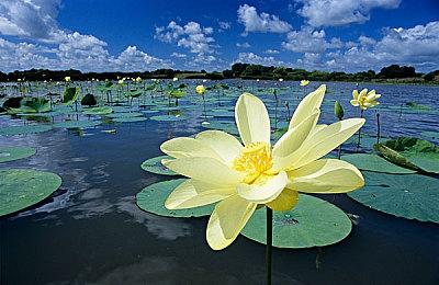 《我的世界》更新情报公开  新武器枪以及水中生物等